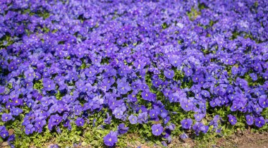 Arka plan olarak çiçek açan çiçekler