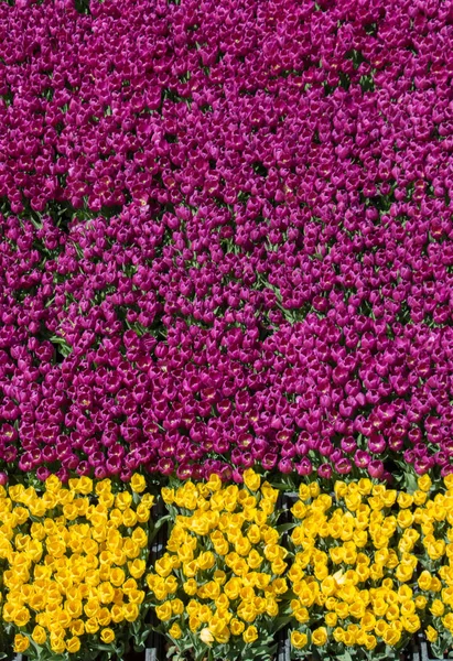 Fiori di tulipano colorati come sfondo nel giardino — Foto Stock