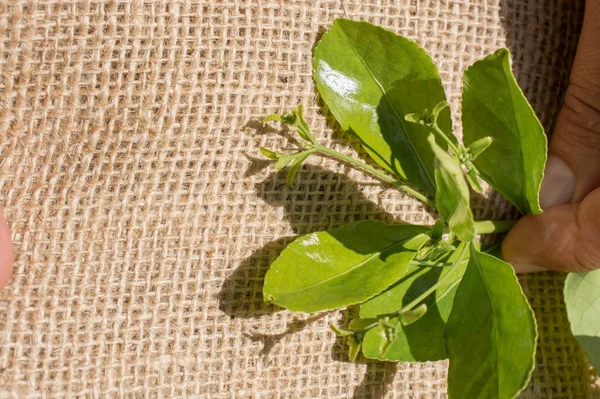 Keten tuval üzerine yeşil yaprakları