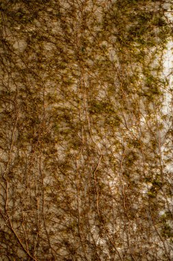 Belirli bir doku kalıbına sahip arka plan