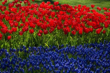 Bahçede kırmızı lale çiçekleri açar.