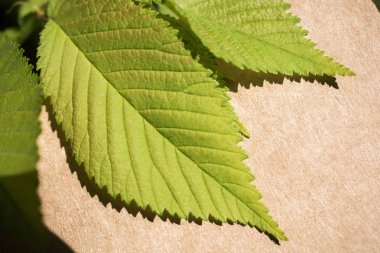 Eline bir defter sayfası bırakır