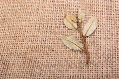 Keten tuval üzerine yeşil yaprakları kuru