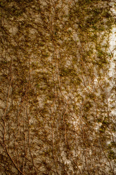 Belirli bir doku kalıbına sahip arka plan