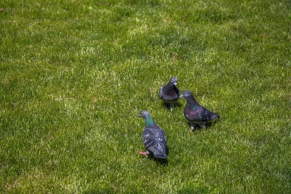 Pigeons Sur Une Pelouse Verte Dans Parc Municipal — Photo