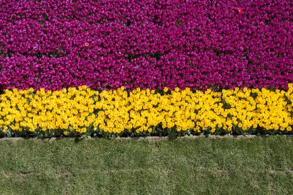 Tulipani in fiore in primavera — Foto Stock