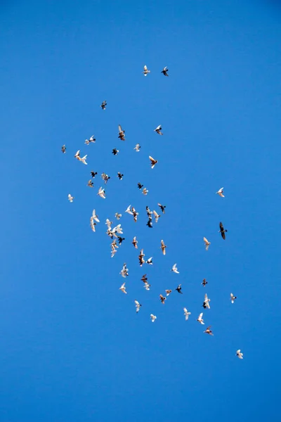 Σμήνη Πουλιών Που Πετούν Στον Γαλάζιο Ουρανό — Φωτογραφία Αρχείου