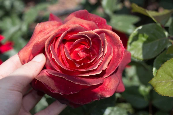 Mão Segurando Uma Flor Rosa Colorida — Fotografia de Stock