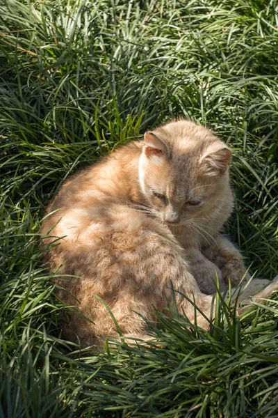 Gatto Randagio Strada — Foto Stock