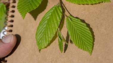 Eline bir defter sayfası bırakır