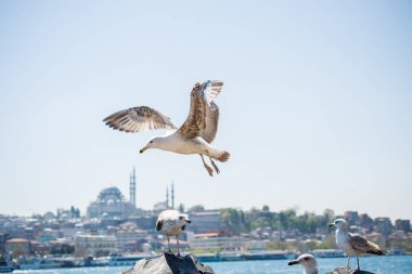 Arka planda cami olan martı gökyüzünde uçuyor.