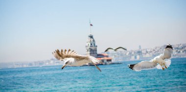 Martı bir kız Kulesi ile gökyüzünde