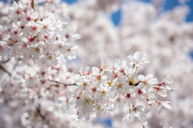 Arka plan olarak çiçek açan çiçekler