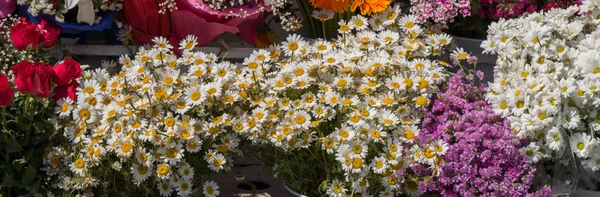 Wunderschöne Blüten verschiedener Arten — Stockfoto