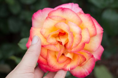 Güzel renkli gül çiçek el