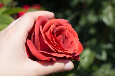 Güzel renkli gül çiçek el