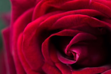 Güzel renkli gül çiçek görünümü kapatın