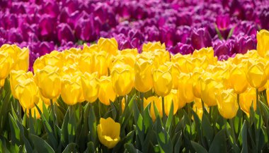 İlkbaharda açan laleler 