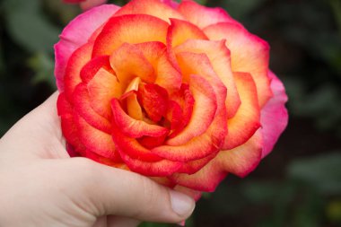 Güzel renkli gül çiçek el