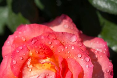 Gül ile suyun üzerinde damla