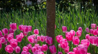 Pembe renkli Lale çiçekler açar 
