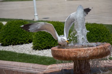 Bir çeşme kenarında buldum tek martı