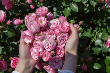 Elindeki güzel taze güller