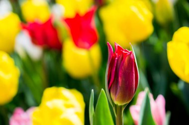 İlkbaharda açan laleler 