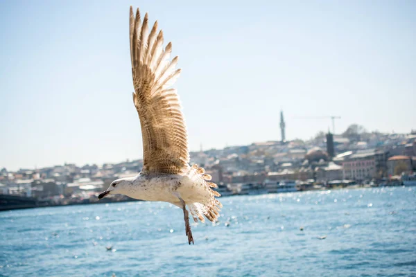 Gaivota em um céu com um fundo mesquita — Fotografia de Stock