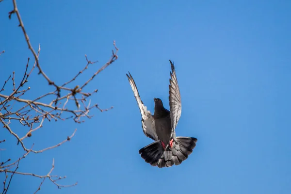Pombo único voando no ar — Fotografia de Stock