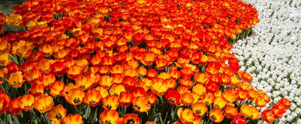 Pomarańczowy kolor kwiatów tulipanów w ogrodzie — Zdjęcie stockowe