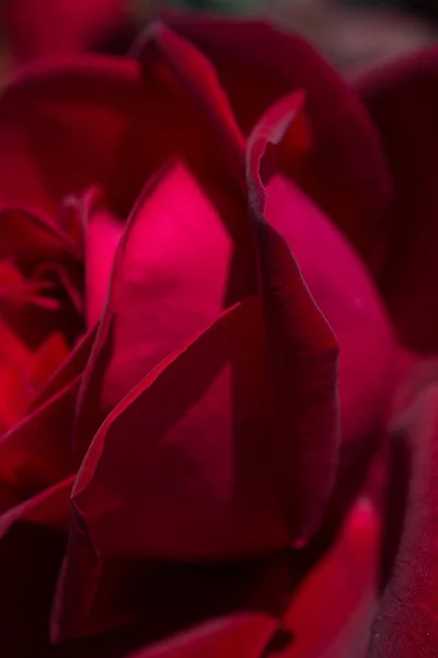 Hermosa Flor Rosa Colores Vista Cerca —  Fotos de Stock