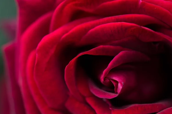 Hermosa Flor Rosa Colores Vista Cerca —  Fotos de Stock