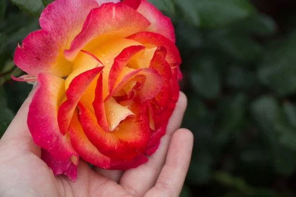 Hermosa flor de rosa de colores en la mano — Foto de Stock