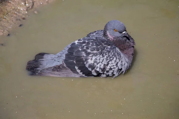 Городские голуби купаются в грязной воде — стоковое фото