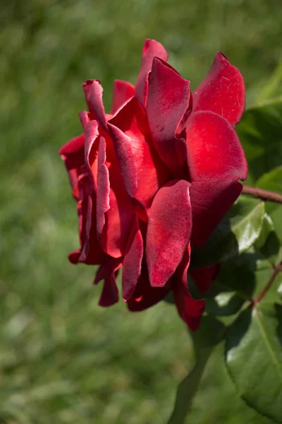 Bunte Rosenblüte Garten — Stockfoto