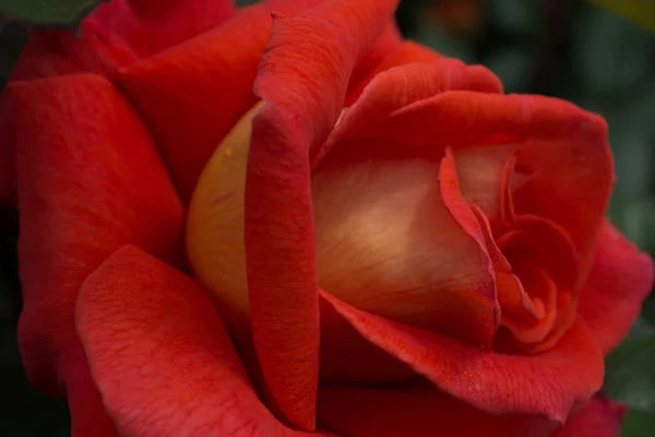 Piękny Kolorowy Kwiat Róża Zbliżenie — Zdjęcie stockowe