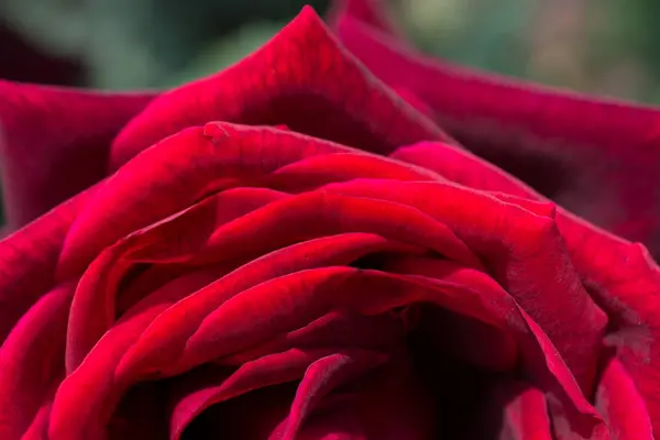 Mooie Kleurrijke Rose Bloem Close — Stockfoto