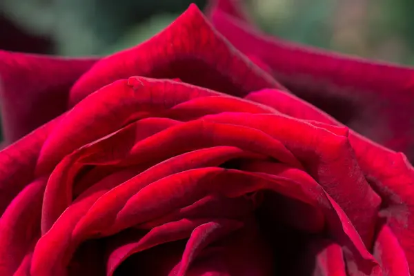 Beautiful Colorful Rose Flower Close View — Stock Photo, Image