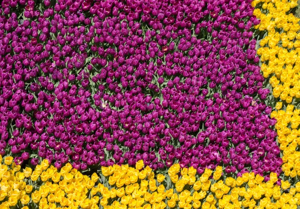 庭の背景としてカラフルなチューリップの花 — ストック写真