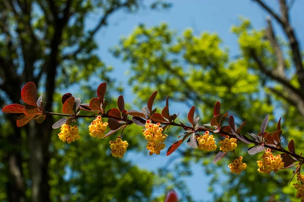 Bloemen bloeien in het voorjaar in bomen — Stockfoto