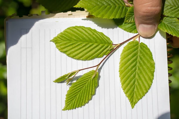 Bir not defteri sayfası üzerinden ağaç yaprak