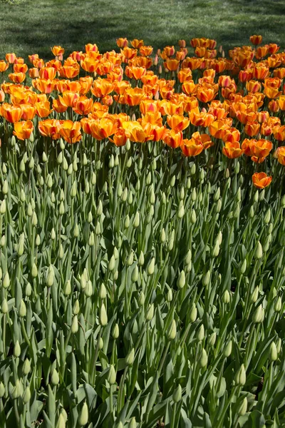 Tulipani in fiore in primavera — Foto Stock