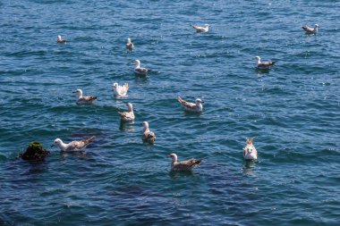 Deniz suyundaki martılar