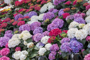 Renkli açan yabani bahar çiçekleri