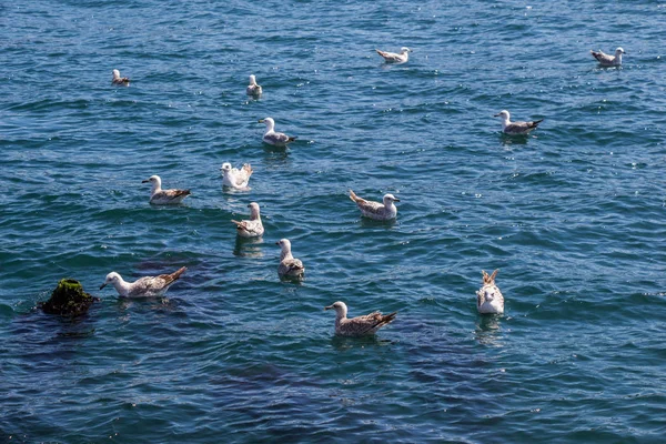 Måsar i vattnet i havet — Stockfoto