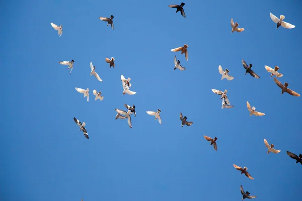 Vogelschwarm Blauen Himmel — Stockfoto