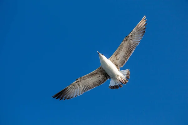 Una sola gaviota volando en azul un cielo —  Fotos de Stock