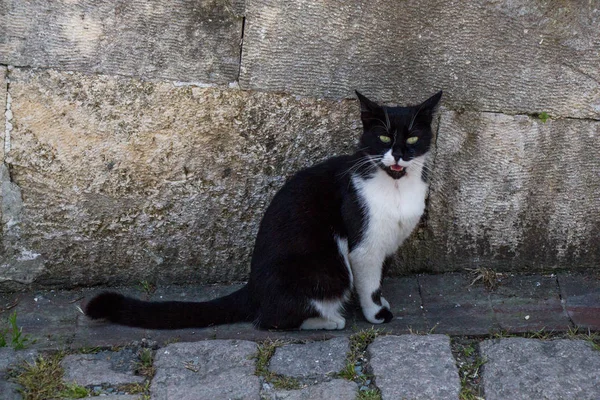 Gatto randagio in strada — Foto Stock