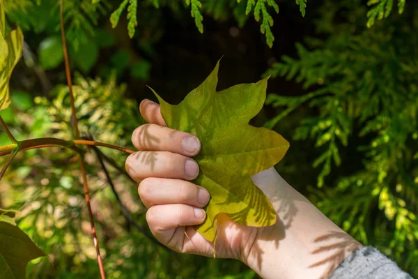 Yeşil bir doğa arka plan üzerinde bırakır